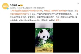 福宝还不满4岁不能谈恋爱 专家回应福宝回国后何时跟公众见面图片