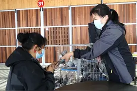 长顺：探索“文旅+赛鸽”融合新路径 激活乡村振兴新动力图片