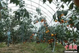 （乡村行·看振兴）江西南昌：“红美人”柑橘开摘 铺就甜蜜“致富路”图片