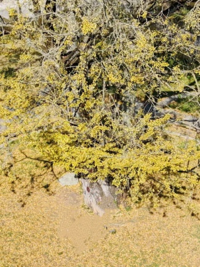 湖南绝美银杏打卡地，太出片了