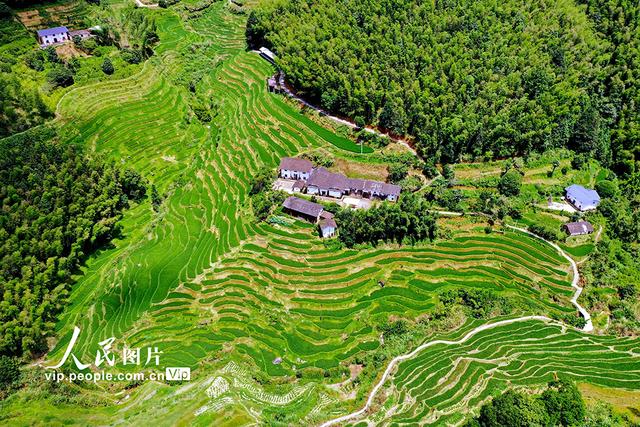 江西崇义：初秋梯田景如画