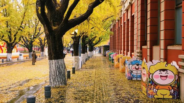 丹东百年银杏大道静候八方来客