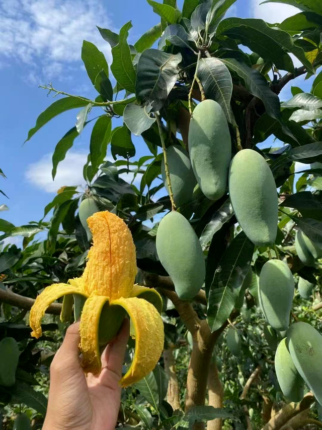 百色田东，“中国芒果之乡”不止芒果！