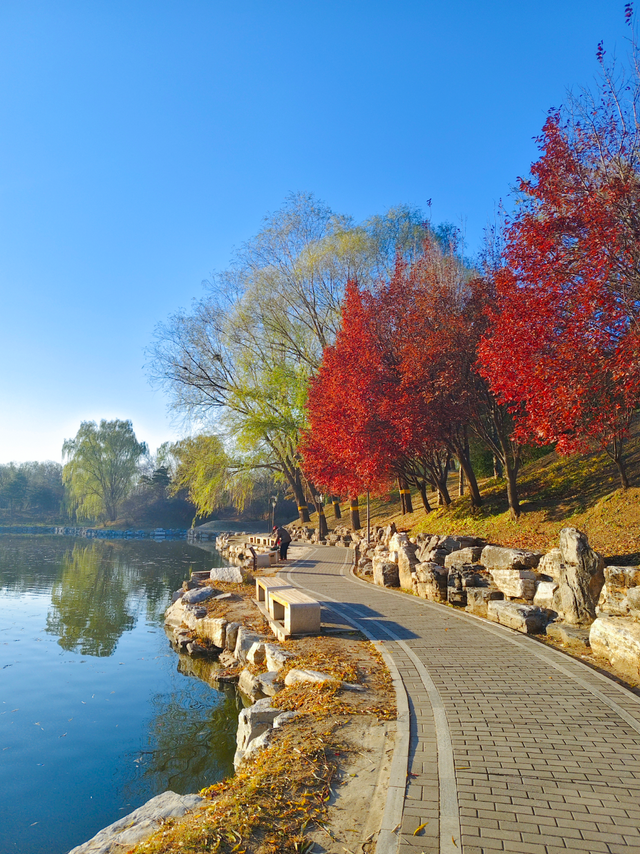 动静皆是景！踏进圆明园的冬日画卷