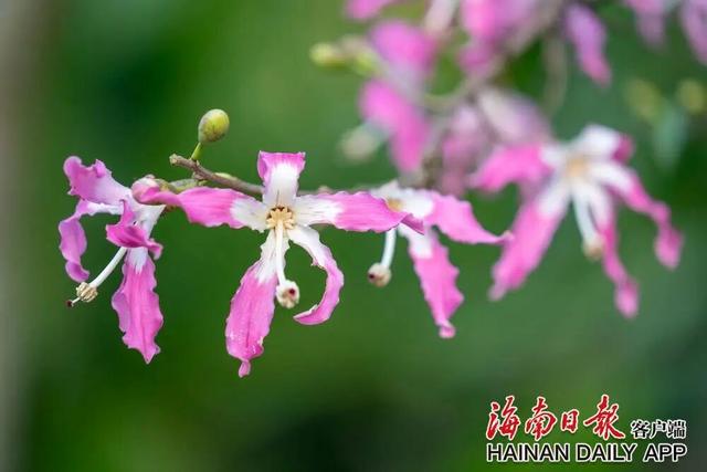 美丽异木棉迎冬绽放 扮靓环热带雨林国家公园旅游公路