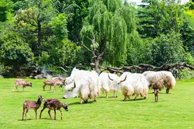 端午银基亲子游，欢乐消暑新体验图片