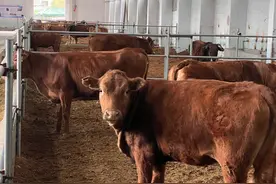 睡“酵”床 住“洋”房丨安顺“花园式养牛”见闻图片