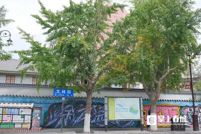 现场实拍！昆明文林街银杏“半黄”，金色浪漫还需耐心等待