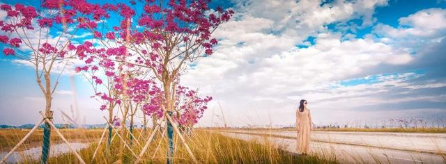 美到上央视！珠海超大花海，开好了！