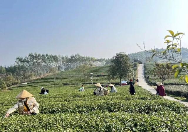 50多项活动嗨翻元旦！南宁文旅体商全攻略，带你玩转元旦假期