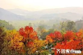 只写秋色静美，不说岁月蹉跎图片