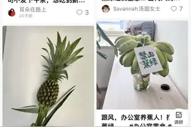“禁止蕉绿”！这届年轻人开始流行在办公室种水果了……图片