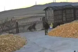 被老虎咬伤的黑龙江村民完成手术转入重症医学科！医生称罕见图片