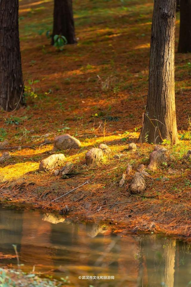 武汉这片杉树林，喀纳斯啊你！