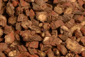 瑞龙中药大讲堂｜河南道地药材丹参图片