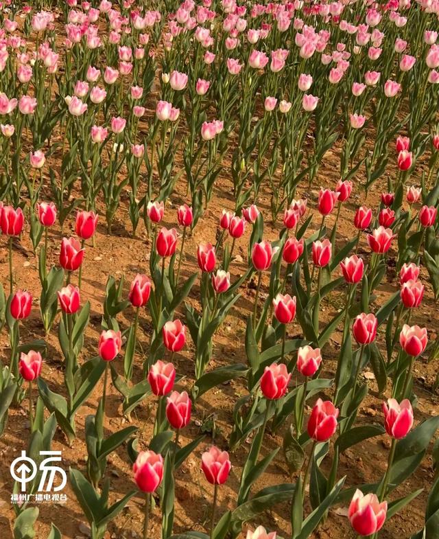 不用去荷兰！福州一公园上新，打卡率 100%...