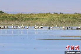 新疆艾比湖湿地候鸟开始迁徙图片