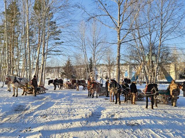 实探漠河北极村马爬犁：百余匹骏马轮流上岗，旅游旺季一天营业近10小时