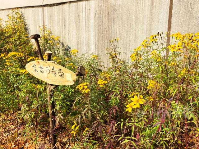 速来打卡！柳州龙潭公园核心景区，完成升级改造！