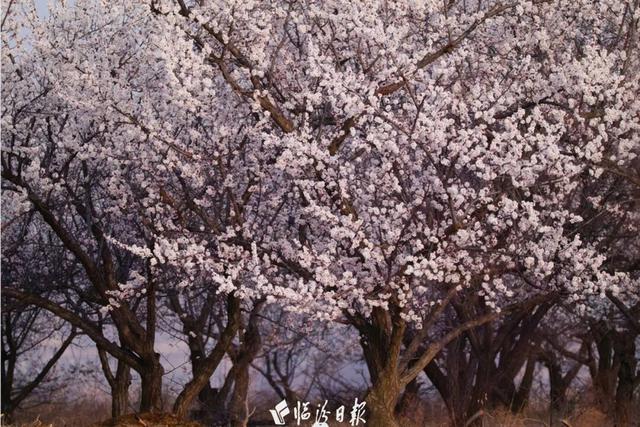 如何让“爆火”走向“长红”？看山西隰县答卷