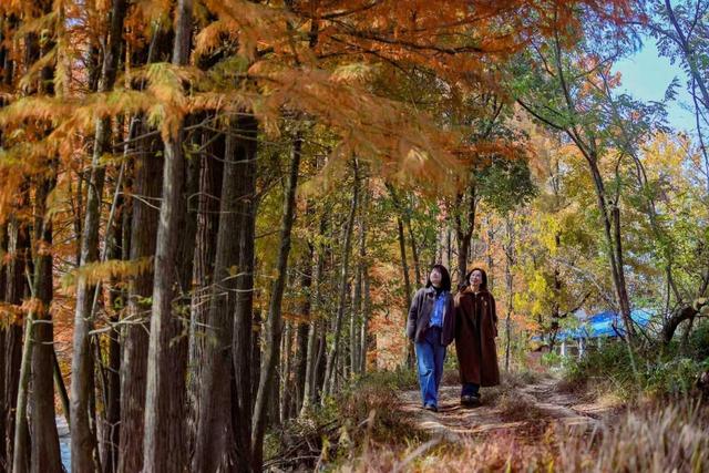 缤纷水杉迎客来