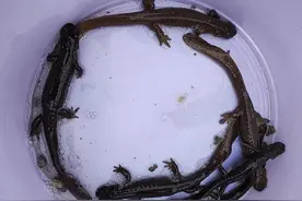 6条国家二级保护动物山溪鲵误入蓄水池，工作人员及时救助放归图片