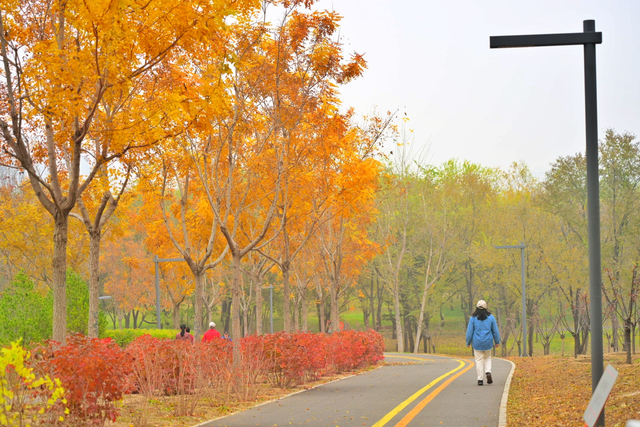 步步皆斑斓，解锁京城秋日诗意