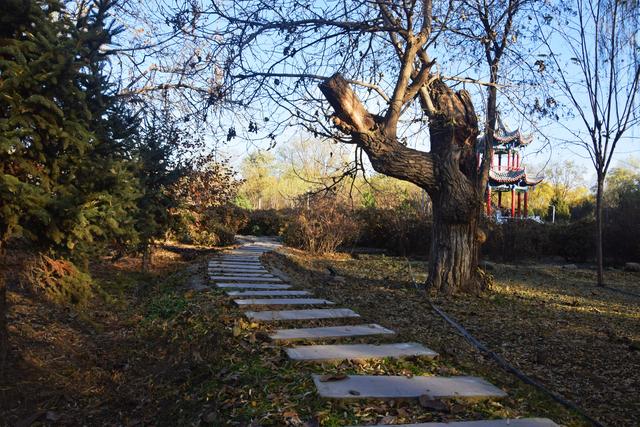 组图丨冬藏雅韵 静赏凉州植物园的温婉时光