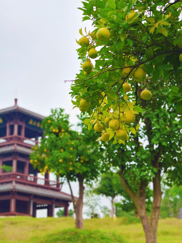 荆州赏秋地图｜不止中心城区！荆州县域秋景图鉴出炉，N个绝美点位等你来打卡！