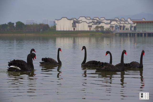 读城｜鹅鹅鹅！福州公园“顶流家族”又将"添丁"……
