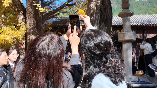 暖风熏得游人醉！济南“赏叶经济”的留客密码