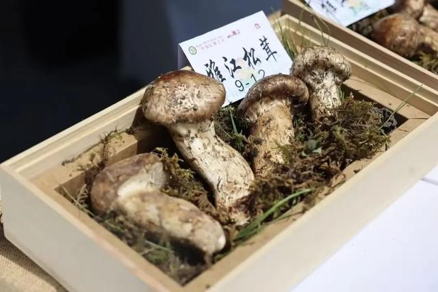 来甘孜南北川越线，超前点播初秋美景！