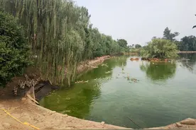 养鸭场成“臭味源” 遂宁立即整改除“臭”图片