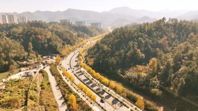 临安，一座被银杏腌入味的城市