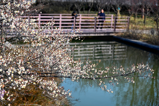 快乐“梅”烦恼！河南赏梅地图来啦！