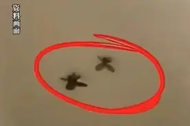 这种小虫，最近上海几乎家家都有！竟然这么毒？男子拍死一只，被迫摘除眼球！图片