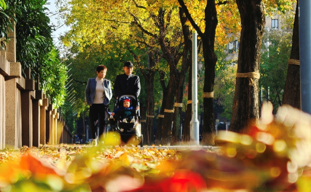 一起去“踩秋”——“落叶不扫”带来独特秋日浪漫