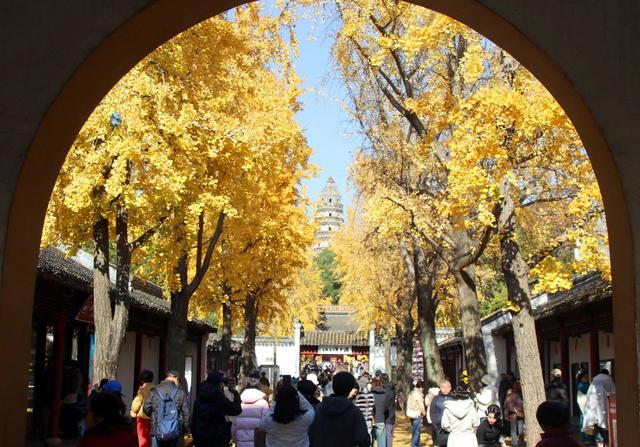 江苏：游苏州虎丘 赏金色银杏
