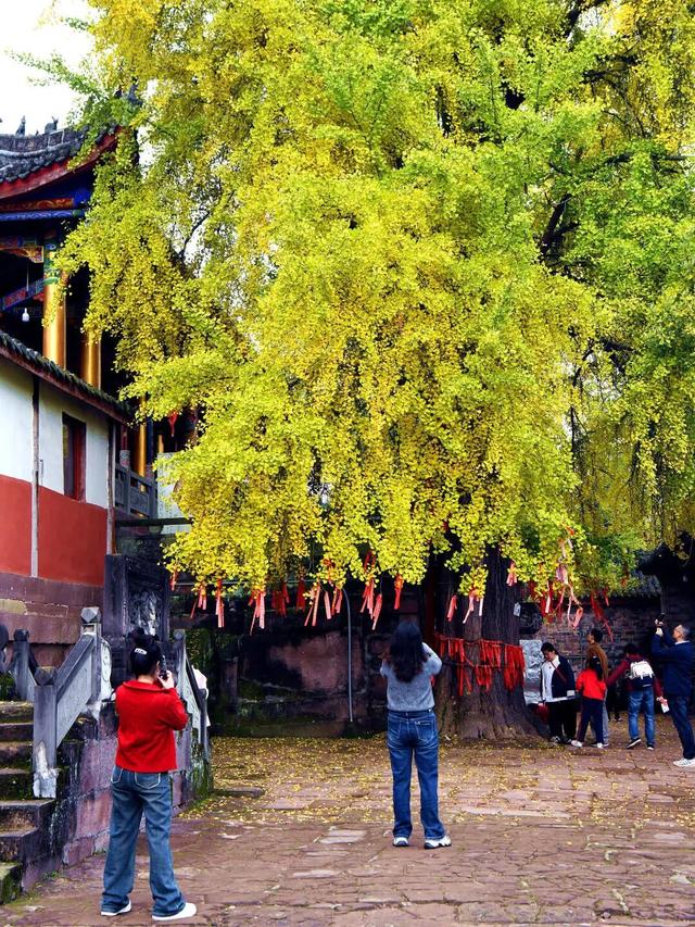 实拍！超美！成都这里的银杏黄了