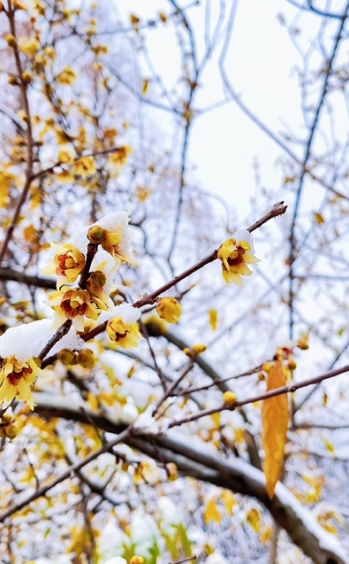 河南多地梅花雪中悄然盛开