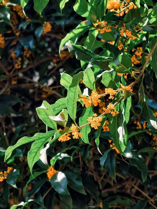 最新资讯-这两天，上海满城都是！万万不要随意吃(6)