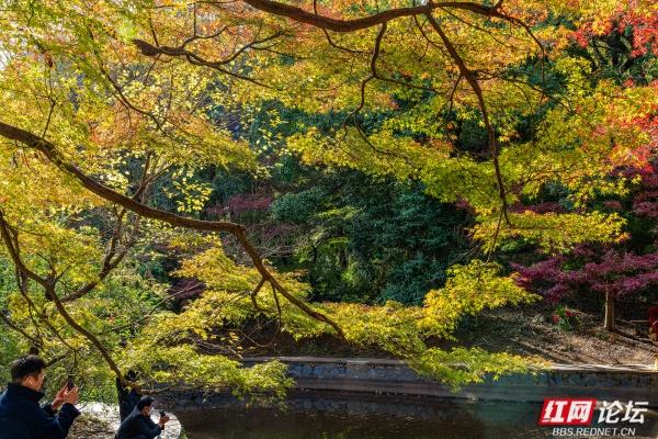 湖南烈士公园槭树湾：深秋不可错过的城市彩色秘境