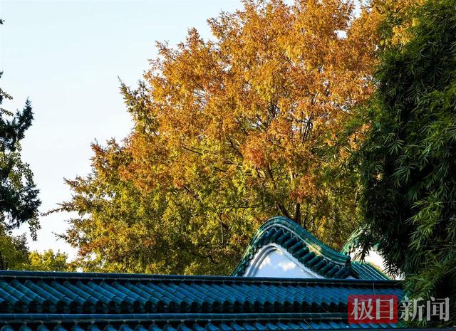 武汉解放公园：斑斓彩林染深秋，层林尽染入画来