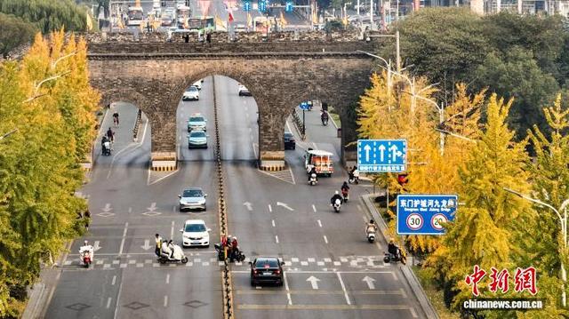 湖北荆州：古城墙下银杏黄 秋意正浓醉游人