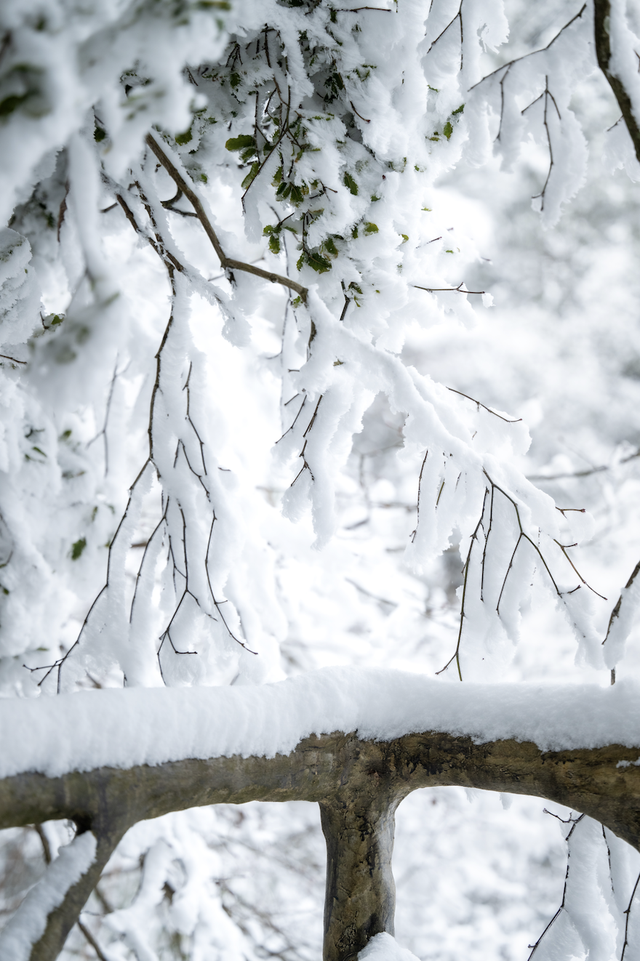 刚刚！凤凰山下雪啦！是真的！