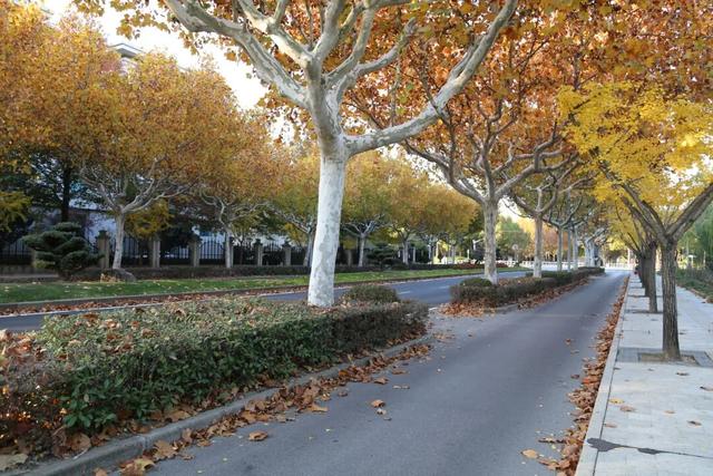 别错过，用Citywalk感受落叶的浪漫→