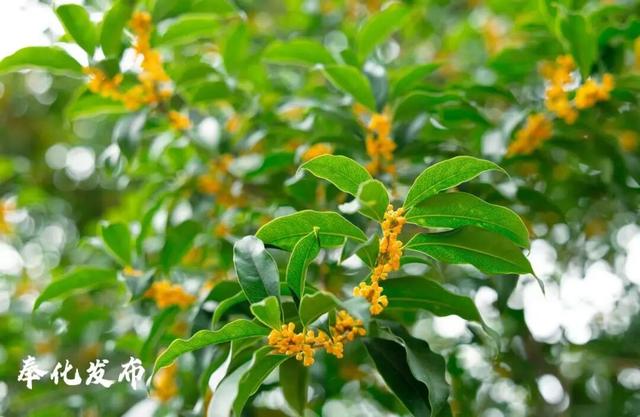 开了开了！奉化的秋天，真࿐香࿐啊࿐