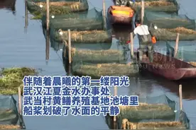 武汉江夏百万斤鳝鱼迎丰收图片