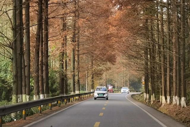 水杉红了！这片「顶流火焰」，再不看就等明年了