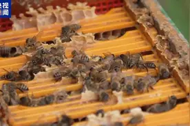 气候变化重创意大利养蜂业：蜂蜜减产，产业前景堪忧图片